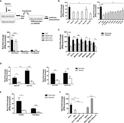 Hypoxia Regulates Endogenous Double-Stranded RNA Production via Reduced Mitochondrial DNA Transcription